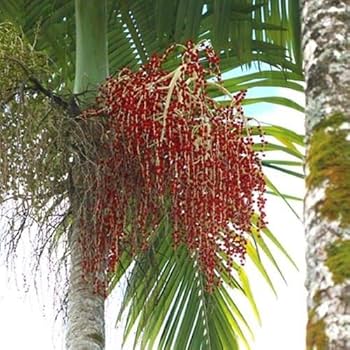 Amazon.co.jp: 【種子】Archontophoenix Alexandrae ◇キング