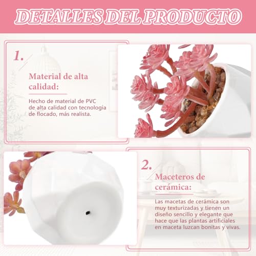 Opiniones y reviews de Plantas suculentas precio los más recomendados. 3 Imagen adicional