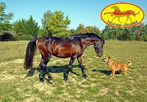Scheidler horse-direkt Dorschöl für Hunde, Katzen und Pferde, reines Fischöl, Barf Öl ohne Zusätze natürliches Einzelfuttermittel, 1 Liter