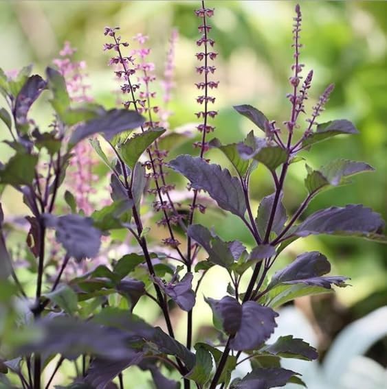 Image of Krishna Shyama Tulsi Live Plant with Pot | Black Holy Basil Ayurvedic Medicinal Herb Plant | Sacred Pooja Tulsi for Home Temple Balcony Garden Indoor Outdoor Decor | Pack of 1
