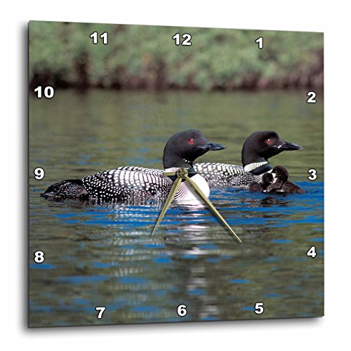 3dRose DPP_3106_2 Family of Three Loons-Wall Clock, 13 by 13-Inch