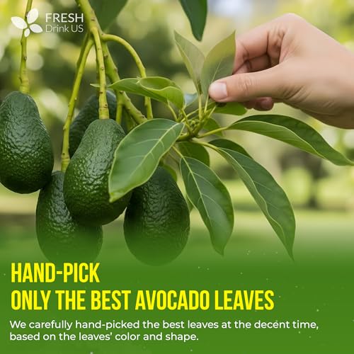 Image of FreshDrinkUS, 120 Avocado Leaves - Loose Leaf - Premium Avocado Leaf Herbal Tea, Caffeine Free Botanical Tea Leaves for Hot or Iced Tea - Natural, Aromatic & Fresh Avocado Leaves