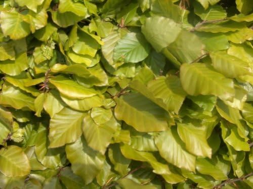 25 X 60-80CM FAGUS SYLVATICA Copper Beech Bare Root Hedging Plants Transplant, Green - Image 3
