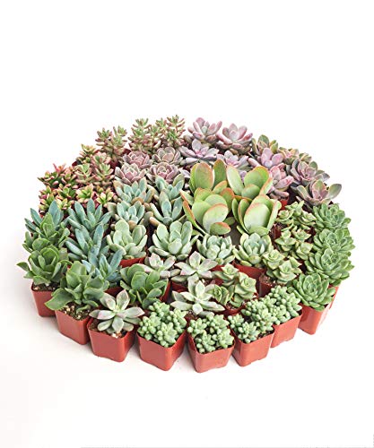 Succulent Planter Pots Shop Succulents Assorted Succulent Plant Pack Collection - Live Mini Succulent Plants, Low...