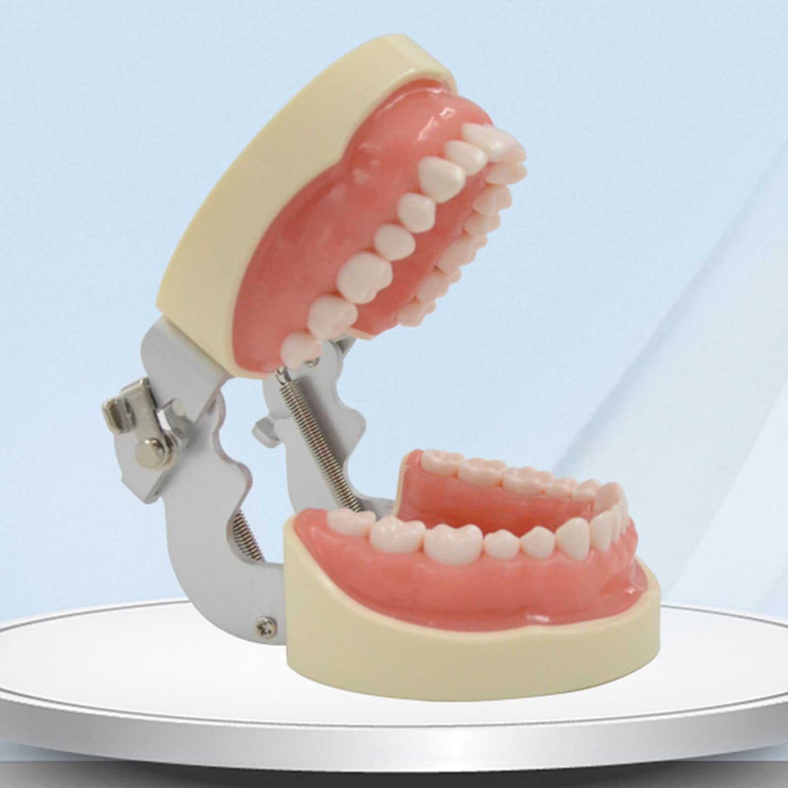 32 Modello dente rimovibile Dentista Impiallacciatura Preparazione dei denti Ortodontico Prodotto per la pratica insegnamento orale per l'insegnamento del modello denti rimovibili