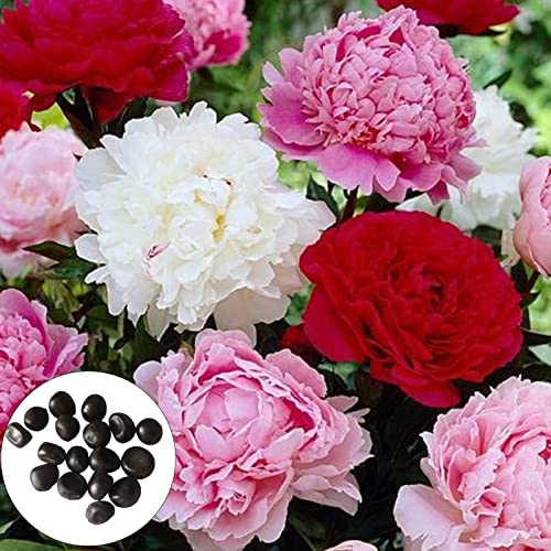 Tuelaly Semillas de peonía Germinación Natural Fácil Semillas para la plantación de Granjas de jardín de jardinería Multicolor Cover