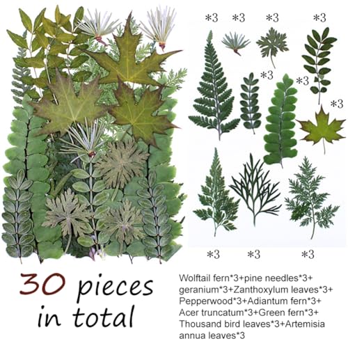 Surakey 30 piezas hojas secas prensadas para manualidades miniatura 2