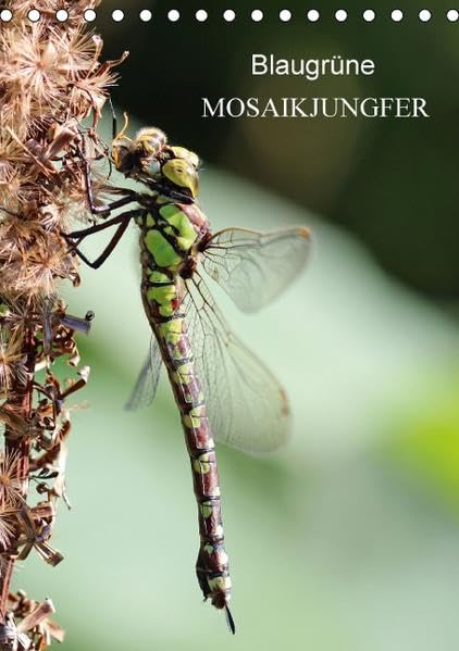 Blaugrüne Mosaikjungfer (Tischkalender 2015 DIN A5 hoch): Blaugrüne Mosaikjungfer - Eine wahre Schönheit der Natur (Monatskalender, 14 Seiten) (CALVENDO Tiere)