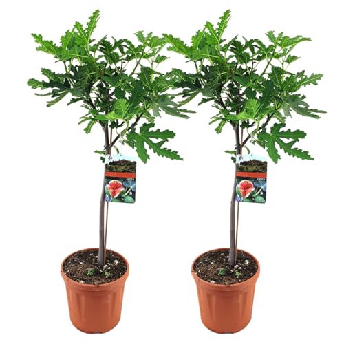 Bloomique - Lot de 2 - Ficus Carica ‘Brown Turkey’ - Figuier - Arbre fruitier - Plantes de jardin - Résistant au gel - 80-100 cm de haut - Pot 21 cm
