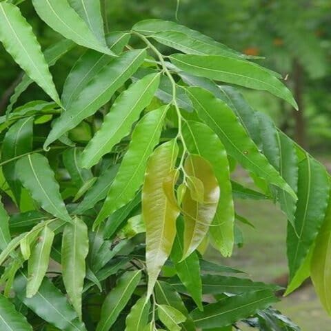 50pcs Ashoka Tree Seeds Fast Growing Suitable for Indoor & Outdoor Gardens