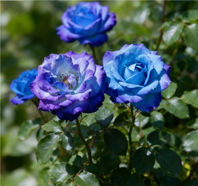 Biologico Bulbi di Rosa - Perenne, Colori vivaci, Bassa Manutenzione, Decorazione d'Interni-5 Bulbi-I