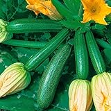 Haloppe 10 Unids Squash Calabacín Semillas de Verduras para la Plantación de Huertos Caseros, Escalada Verano Calabaza Semillas de Calabacín Planta de Huerto Vegetal Nutritivo Semillas De Calabac