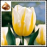 Tulip Bulbs-Romantic purple flowers, wonderful gardening planting flowers, surprise Valentine's Day gifts-20 Bulbi,giallo:Seeds only