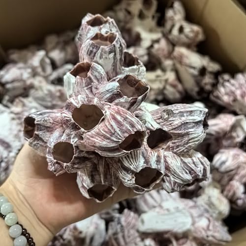 Image of YZHZOM Large Purple Barnacles Clusters, Aquarium Decor with Purple Coral for Fish Tank