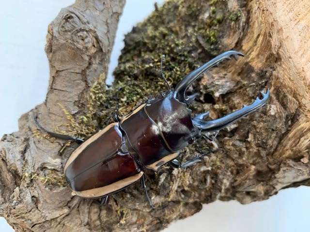 Amazon | 【DDA】最大亜種 ビソン・ノコギリ 成虫 55〜70mmUP ペア