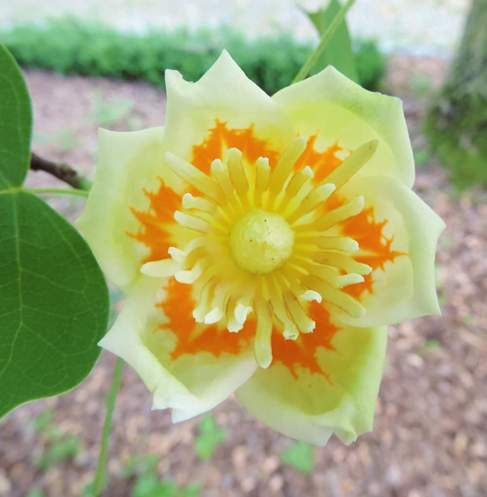 Liriodendron Tulipifera Garden Plant Hardy Tree Garden Plants Easy to Grow Your Own 1x 9cm Potted Plant by Thompson and Morgan