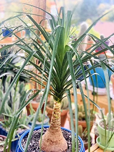 現物「トクリラン・ポニーテール」８号　Beaucarnea recurvata Amazon.com : Ponytail Palm - Live Plant in an 8 Inch Pot