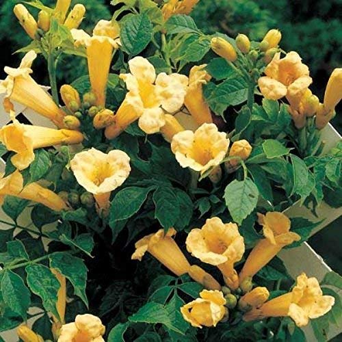 5 Semi di Campsis Radicans Flava Giallo rampicante Tromba