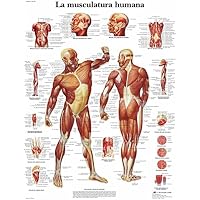 3B Scientific , Póster Anatómico La Musculatura Humana, Tamaño