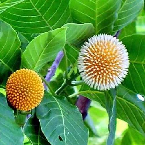 Mphmi Live Plant Nursery NCR Plants Kadam Tree, Kadamb - Plant Garden Live Plant Nursery Indoor Outdoor Living Plants? (B0C4H2C16Z) Amazon Price History, Amazon Price Tracker