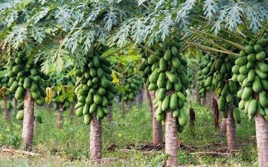 Papaya seeds taiwan red lady 786 plant 1000 seeds (B0C63N6XZZ) Amazon Price History, Amazon Price Tracker