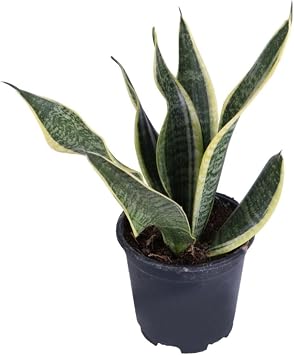 Pa a K l c , Saks da, Peygamber K l c , Pa a K l c  Sansevieria 30-40 Cm