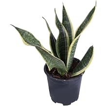 Pa a K l c , Saks da, Peygamber K l c , Pa a K l c  Sansevieria 30-40 Cm