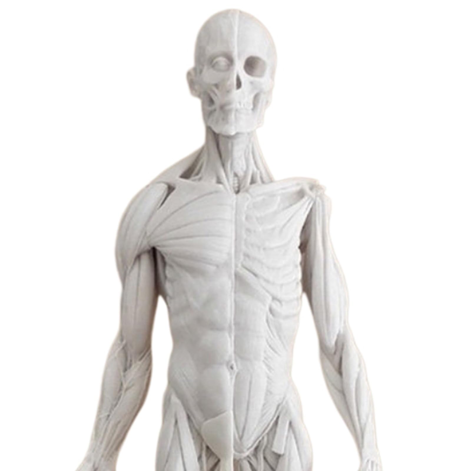 Figura de Anatomía Humana Masculina Anatomía Humana Cráneo Cabeza Cuerpo Músculo Hueso Modelo de Resina Referencia para Artistas,Blanca,60cm
