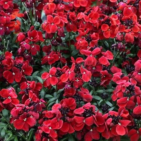 Perfect Plants Winter Wallflower Sugar Rush Cover