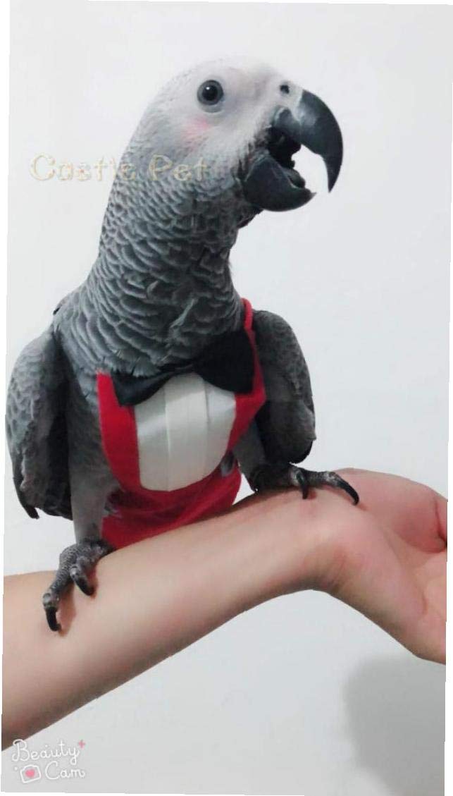 TOSSPER Traje Pájaro del Loro De Pañales Servilleta, Pájaro Piloto Ropa De Pequeño Loro del Cockatiel