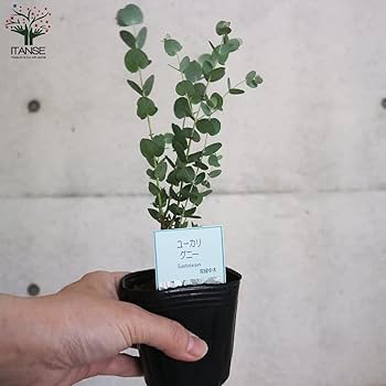 ユーカリ科さま専用 ユーカリ 『マクロカルパ』 | すべての商品 | | Junk sweet