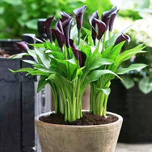 bulbi di calla - resistente tappezzante giardino balcone perenni 2pcs