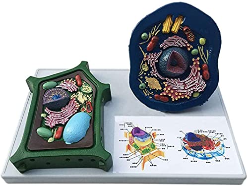 ZLF Animal and Plant Cells Model - Medical Anatomical Teaching Model - Biological Experimental Teaching Comparative Models - for Study Display Teaching Medical Model