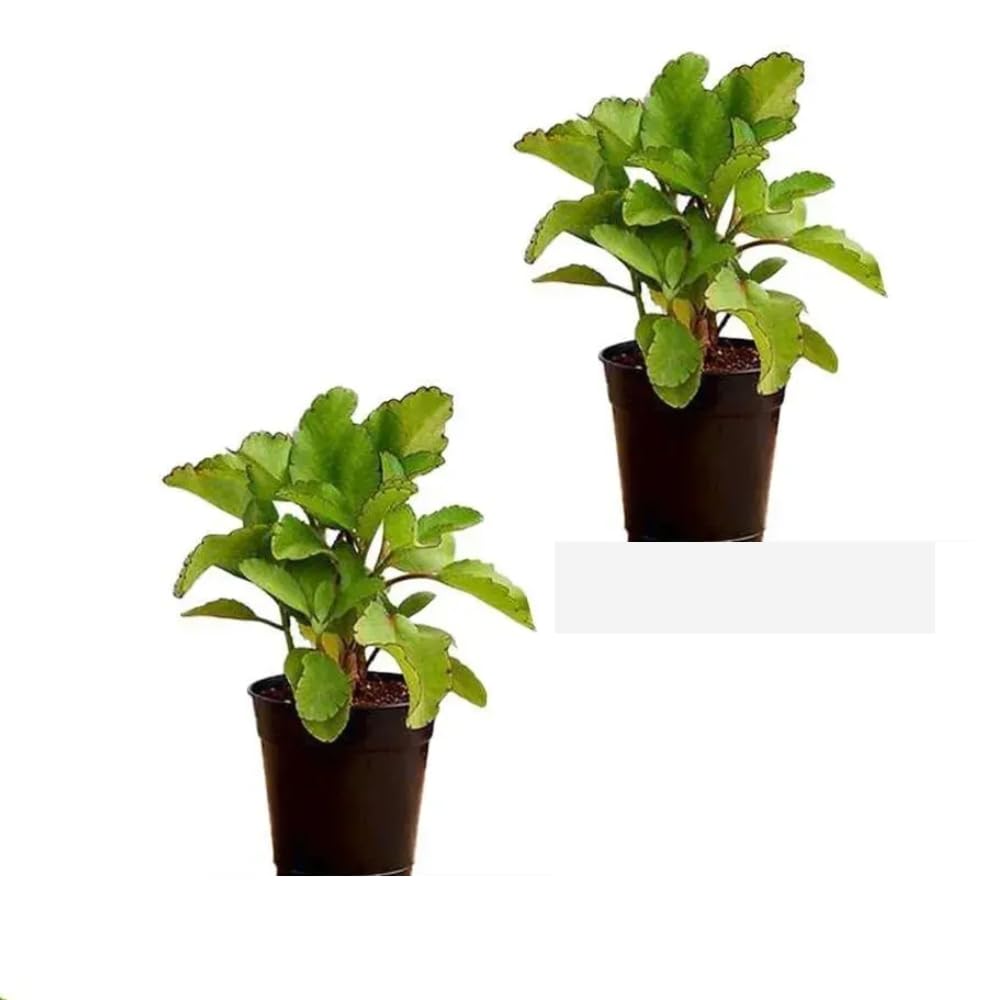 Dishita - Go green Natural Kidney Stone Relief: Live Panfuti Patharkuchi Medicinal Plants Combo Pack (Set of 2) (B07767LNJX) Amazon Price History, Amazon Price Tracker