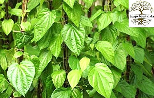 Kapebonavista® Paan Piper Betle Tambul Saptashira Nagarbel Living Plant in Poly Bag (B07VRYWNKR) Amazon Price History, Amazon Price Tracker
