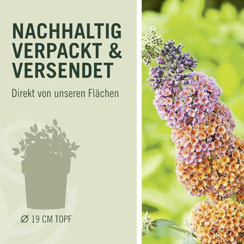 Sommer-Flieder 'Flower Power' (Buddleja Davidii) - Mehrfarbiger Schmetterlingsflieder von Garten Schlüter