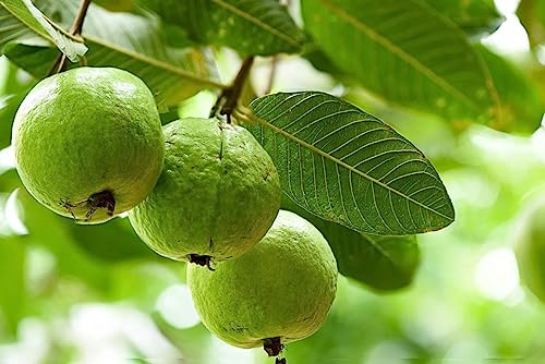 Image of Live Amrud (Guava) Fruit Plant with Pot | Exotic, Fresh & Healthy Guava Tree | Easy-to-Grow Indoor & Outdoor Plant | Pack of 1
