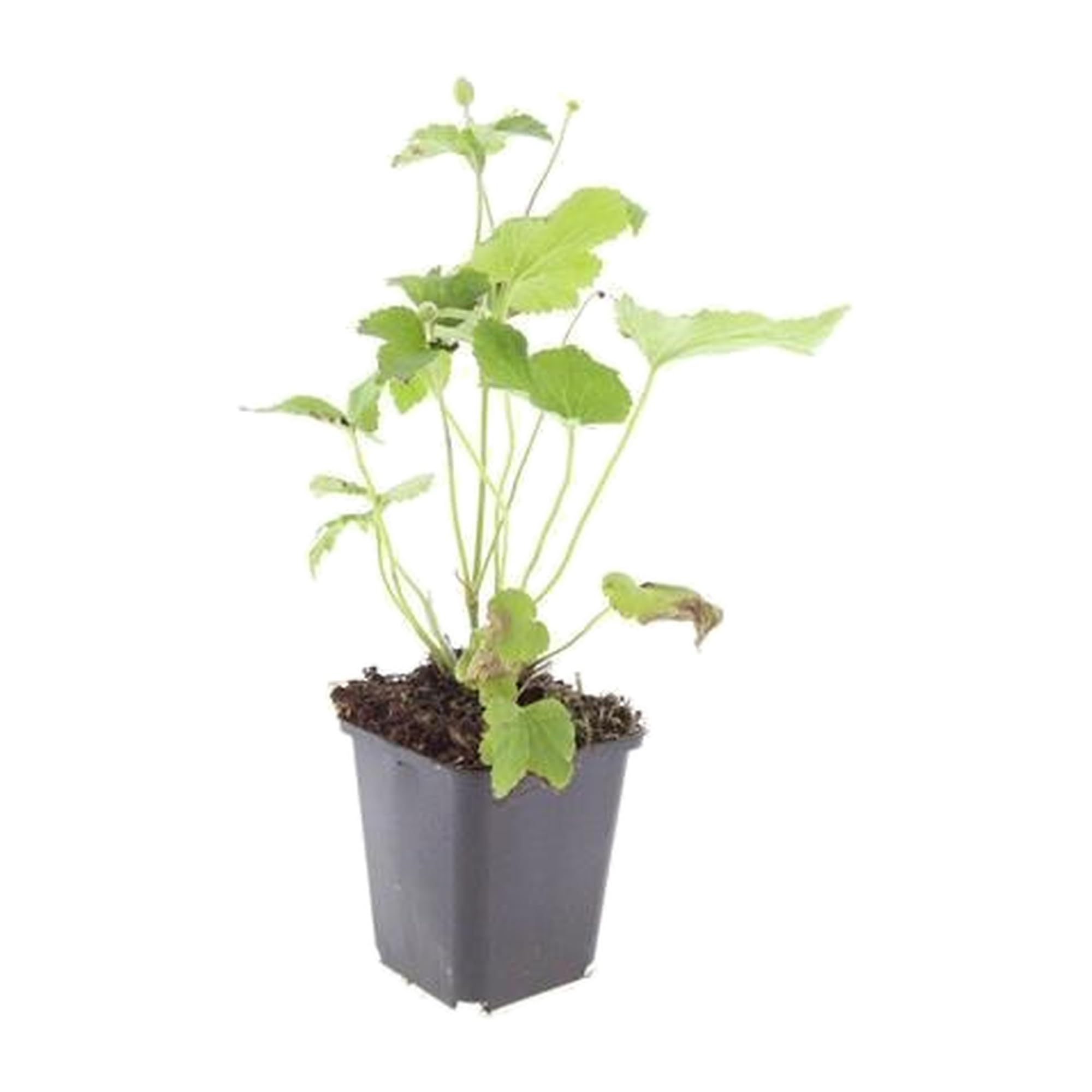Anemone Honorine Jobert, Piante da Giardino, Fiori Bianchi, Set 24 Pezzi