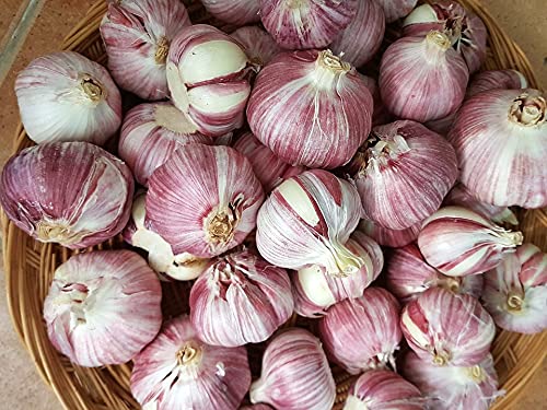 Pflanzknoblauch lila Germidour Knoblauchzwiebel (250 g) für Frühjahr und Herbst