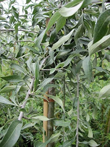 Hängende Wildbirne - Weidenblättrige Hänge-Birne - Pyrus salicifolia Pendula - 100-150cm