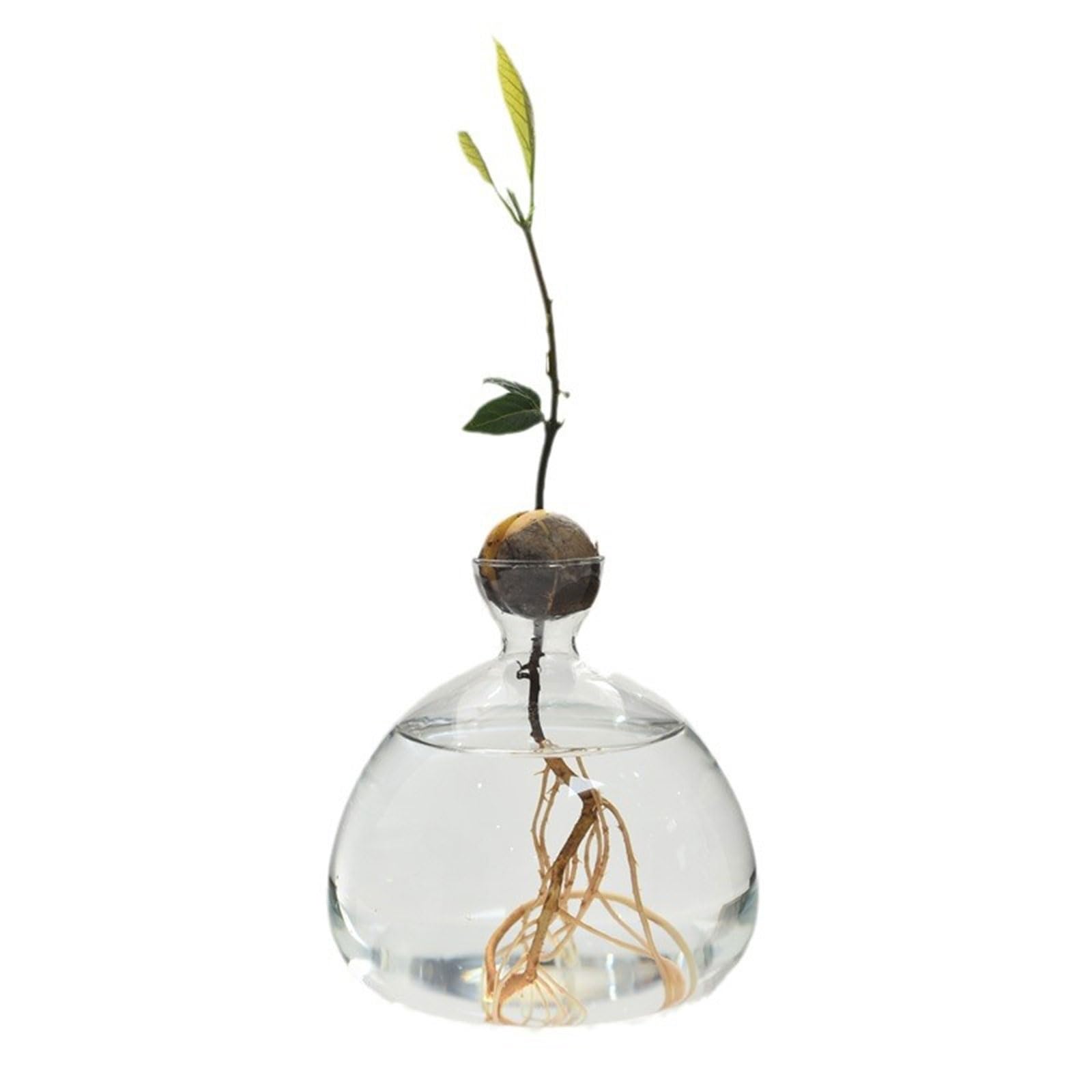Vase de démarrage pour Avocat en Verre Transparent, récipient de Propagation hydroponique pour Fleurs, Cadeau pour la Maison et Le Bureau, décorations de Bureau