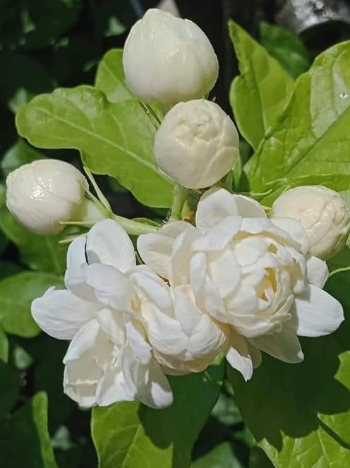 Image of Mediflorius Jasmine Flower Plant Live White Mogra (Jasminum sambac) | Arabian Jasmine Aromatic Fragrant Flowering Plant with Pot | Live Outdoor & Indoor Plant for Home Garden Balcony | Pack of 1