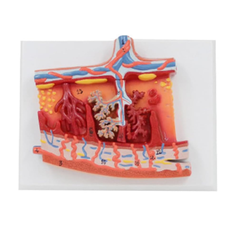 Fensterfolie Sichtschutzfolie, Anatomiemodell der menschlichen fetalen Membran, Studie zur Anatomie der menschlichen Plazenta, Erkrankungen der Plazenta, Zotten, Nabelschnur, Nabelschnur, Blutgefäße