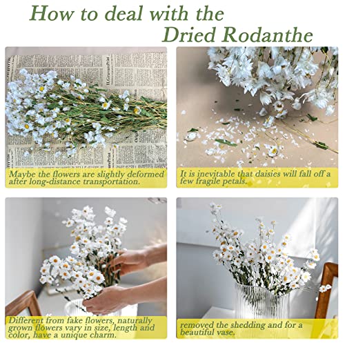 Glicrili LDN-FT Dried Daisy White Flowers,250+ Real Chrysanthemum Rhodanthe Daisies Flower Head Length 17'' Gerber Daisies thumb #5