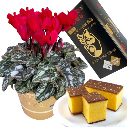 Ԃ̃Mtg JXe َq VN Mtg v[g XC[c  a 4 