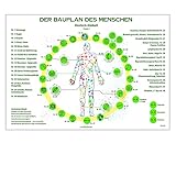 Set Globuli Bauplan des Menschen (32 x 2,5 g Glasphiole)
