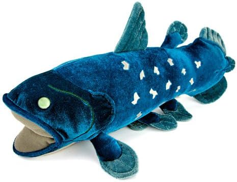 Amazon Co Jp カロラータ シーラカンス ぬいぐるみ 古代魚 Mサイズ 21cm 15 5cm 36cm おもちゃ