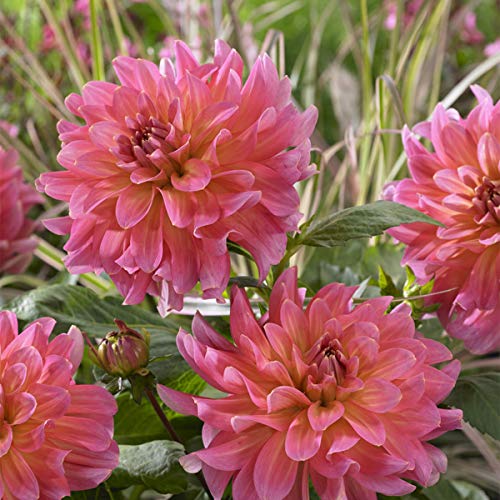 Van Zyverden 83437 Dahlias Excentric Set of 5 Bulbs, 1, Coral Pink