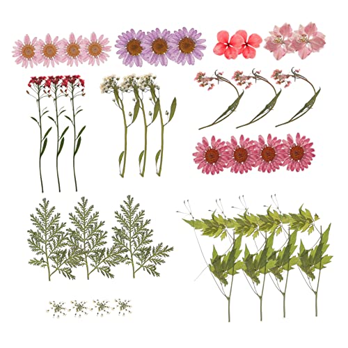 Flores secas naturales para manualidades DIY miniatura 1