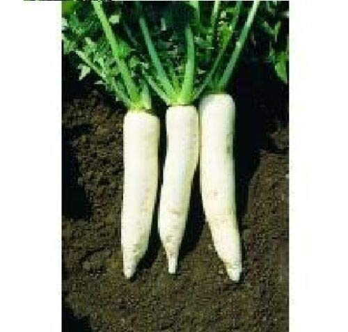 Approx 50 Seeds of Oriental Vegetables Radish Mooli Minowasia F1